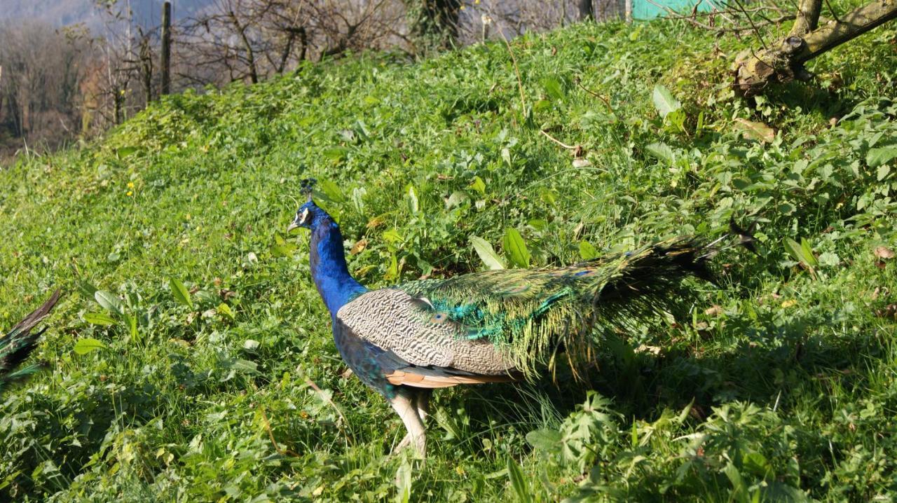 Valsecca Agriturismo Scuderia Della Valle מראה חיצוני תמונה